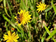 Leioproctus fulvescens