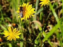 Leioproctus fulvescens