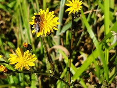 Leioproctus fulvescens