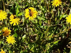 Leioproctus fulvescens