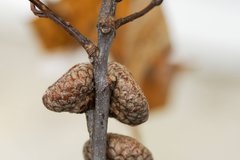 Quercus × hawkinsiae