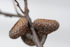 Quercus × hawkinsiae