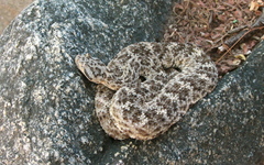 Crotalus mitchellii