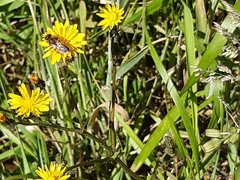 Leioproctus fulvescens