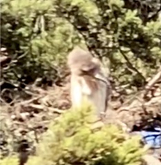 Nycticorax nycticorax