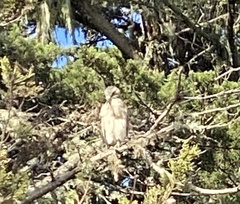 Nycticorax nycticorax