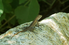 Sceloporus licki