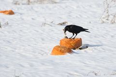 Cucurbita maxima maxima