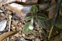 Episcia lilacina