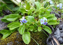 Trigonotis ovalifolia