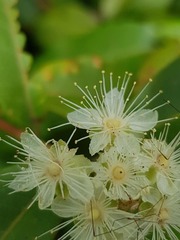 Backhousia citriodora