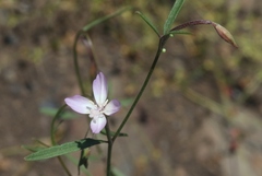 Clarkia epilobioides