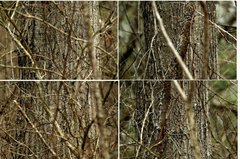 Quercus × hawkinsiae