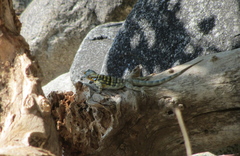 Petrosaurus thalassinus