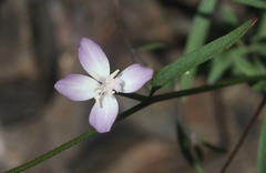 Clarkia epilobioides