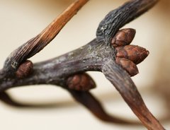 Quercus × hawkinsiae