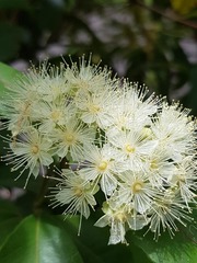 Backhousia citriodora