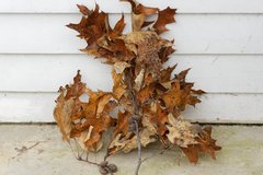Quercus × hawkinsiae