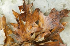 Quercus × hawkinsiae