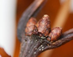 Quercus × hawkinsiae