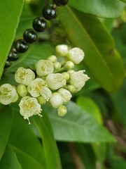 Backhousia citriodora