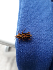 Metamasius hemipterus