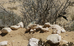 Sceloporus zosteromus