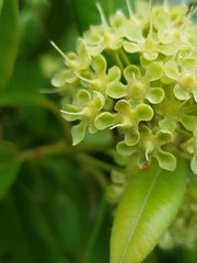 Backhousia citriodora