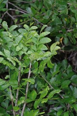 Clausena anisata