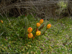 Gentianella hirculus