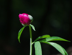 Paeonia