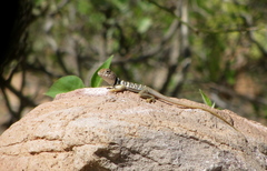 Crotaphytus vestigium