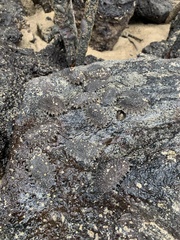 Onchidella steindachneri