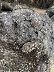 Onchidella steindachneri