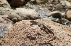 Crotaphytus vestigium