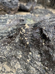 Onchidella steindachneri