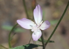 Clarkia epilobioides