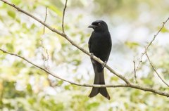 Dicrurus atactus