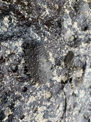 Onchidella steindachneri