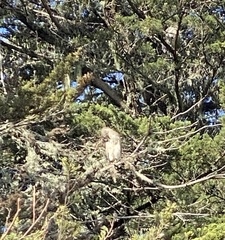 Nycticorax nycticorax