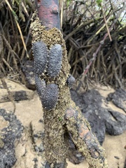 Onchidella steindachneri