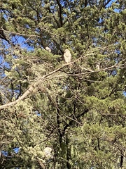 Nycticorax nycticorax