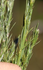 Psoralea fleta