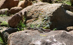 Crotaphytus vestigium