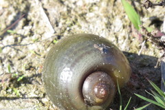 Pomacea paludosa