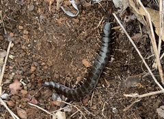Scolopendra galapagoensis