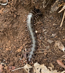 Scolopendra galapagoensis