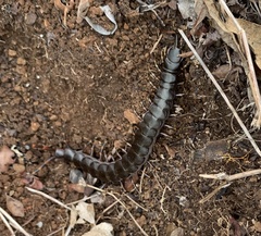 Scolopendra galapagoensis