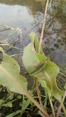 Atractomorpha lata