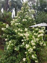 Backhousia citriodora